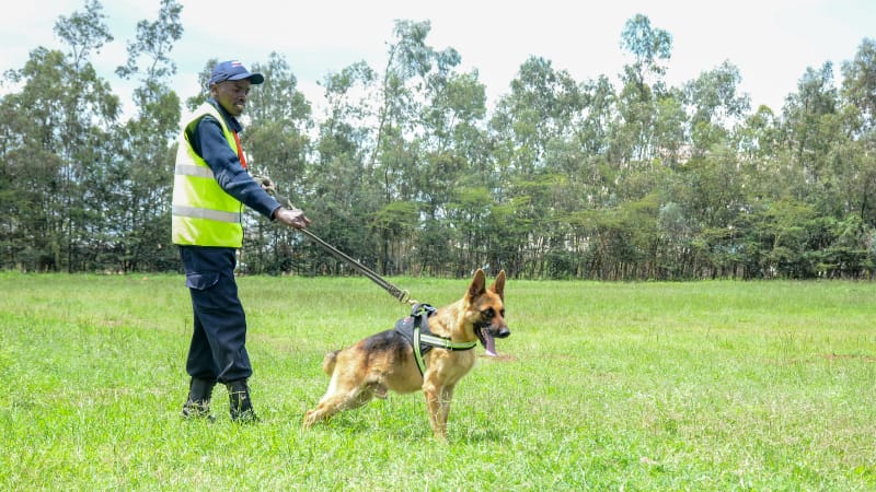 Security Dogs